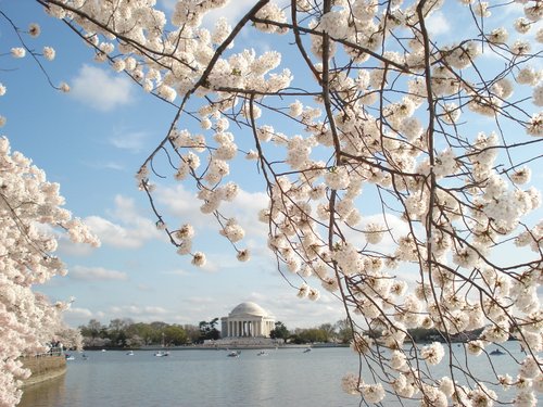 2012-cherryblossoms